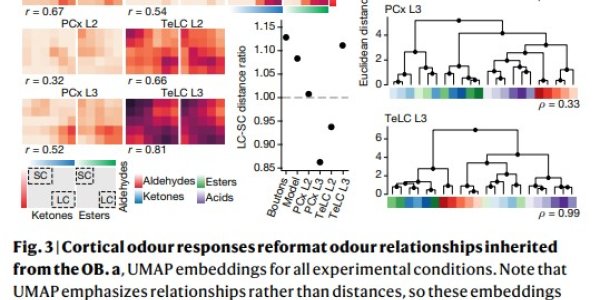 The Neuroscience Reason Some Can Identify Smells Precisely And Others Have A Harder Time