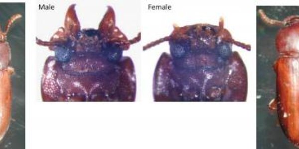 'Loser Effect' After Being Defeated Evolves Separate From Fighting Ability