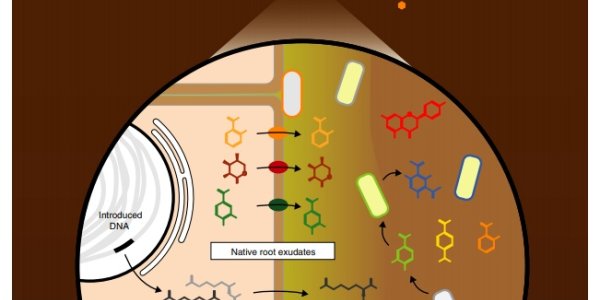 Nitrogen For Crops From Gene-Edited Microbes: How Close Is It?