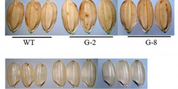 Article teaser image