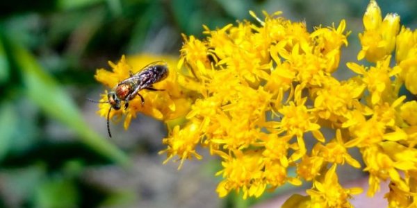 Farmland Improves Bee Health