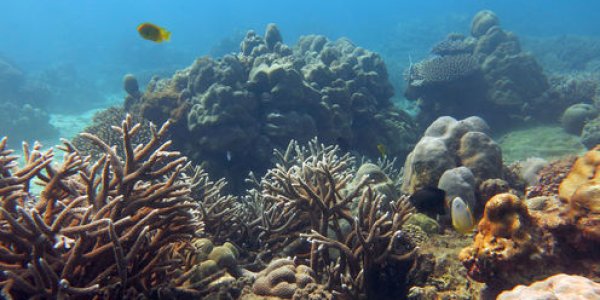 Obituaries For Coral Reefs May Be Premature