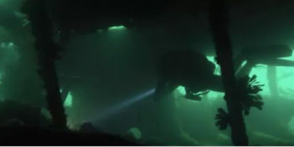 The Life In Orkney's Shipwreck Graveyard