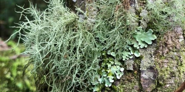 Dinosaur Extinction Gave Lichen Evolution A Boost