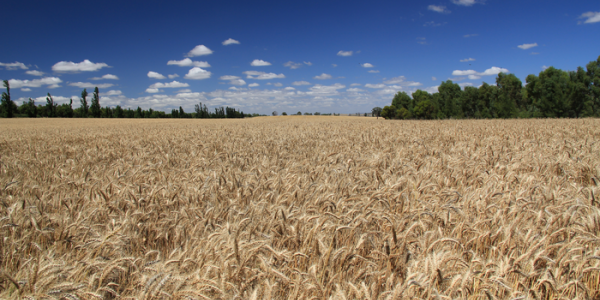Pests And Disease Ruin 20% Of The Global Wheat Harvest Each Year - These Scientists Think They Can Fix It