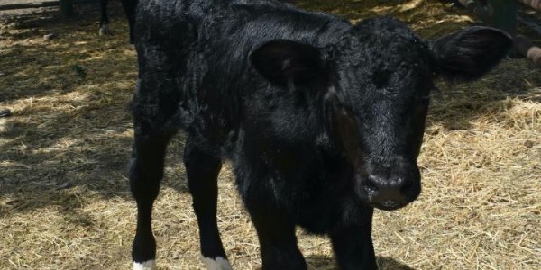 A Bull Calf Has Been Genetically Optimized To Produce 75% Males