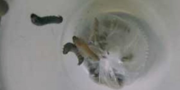 Plastic-Eating Caterpillars Study Called Into Question By Independent Look At The Data And Methods