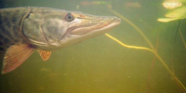 Muskie: You Don't Need 10,000 Casts, You Need Science And Then 10,000 Casts