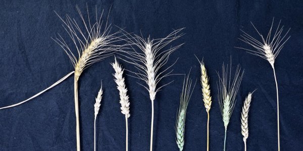 Feeding The World For Thanksgiving 2050: New Wheat And Barley Genomes