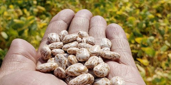 Old Time Seed Breeding Benefits From A Science Boost