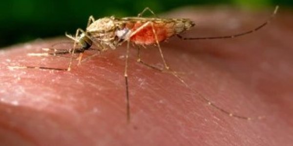 This Malaria Preventing Mosquito Is Not A GMO But Is A Science Boost For Nature - Will Activists Want To Block It?