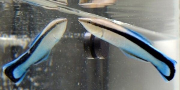 Article teaser image