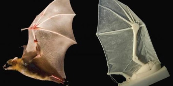 Holy Robotic Bat Wing!