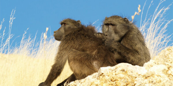 Article teaser image