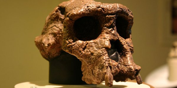 Why A Skull May Not Tell Us If An Ancient Human Walked Upright