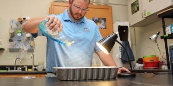 Save Your Money: Homemade Stink Bug Traps Work Better