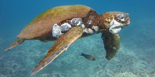 Pollution Linked To Sea Turtle Cancer