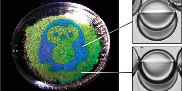 Make Iridescent Color From Clear Drops Using Only Light - No Inks Or Dyes Needed