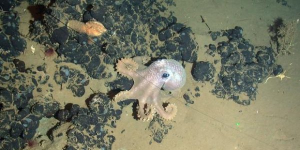 Mysterious Tar Mounds A Mile Below The West African Ocean