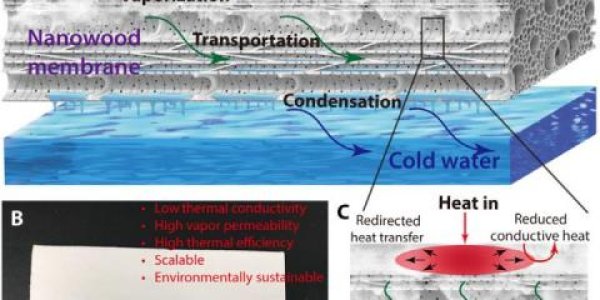 Trees Do It, And Now A Thin Slice Of Wood Can Remove Some Water Contaminants