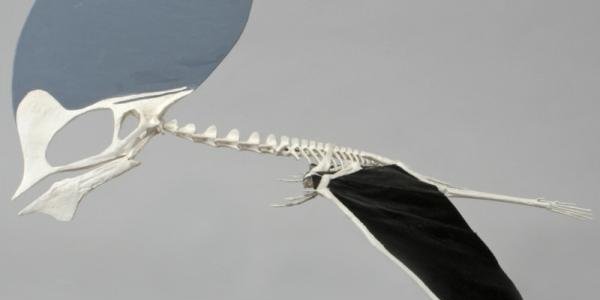 Robotic Spy Plane Inspired By The Pterodactyl