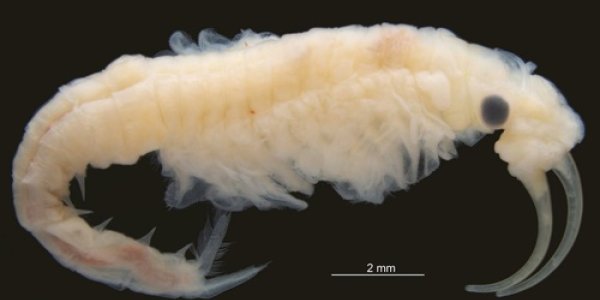 New Species In The Same Group As Lobsters Found Living In The Hottest Place On Earth