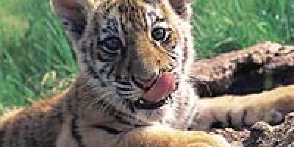 Conservationists blast India, China for rampant tiger trade