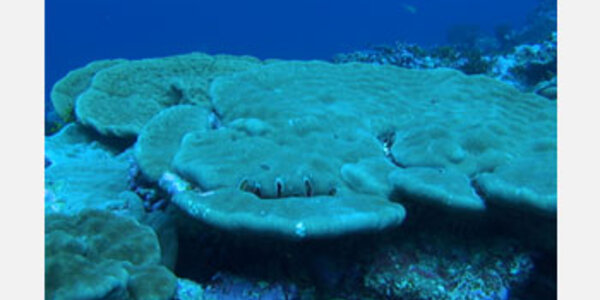 Article teaser image