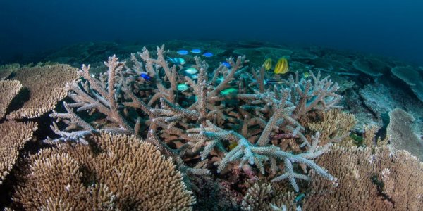 Genetic Engineering Could Protect Endangered Species That Can't Survive In Nature