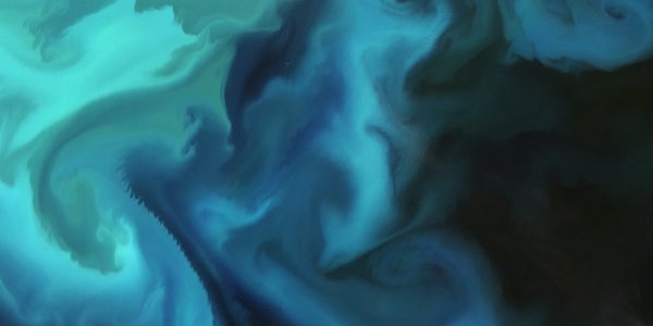 Encounters With Giant Sharks In The Arctic