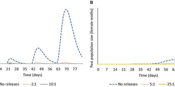 New And Improved Crop Protection: Oxitec Self-Limiting, Genetically Engineered Diamondback Moth For Brassica