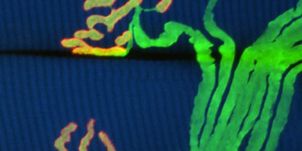 There's Neuroscience Gold At The End Of The 'Brainbow'