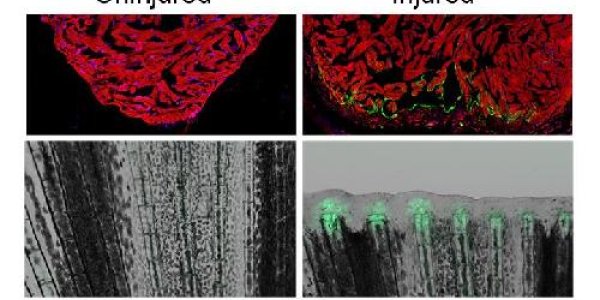 TREEs: Genetic Elements That Drive Regeneration Uncovered