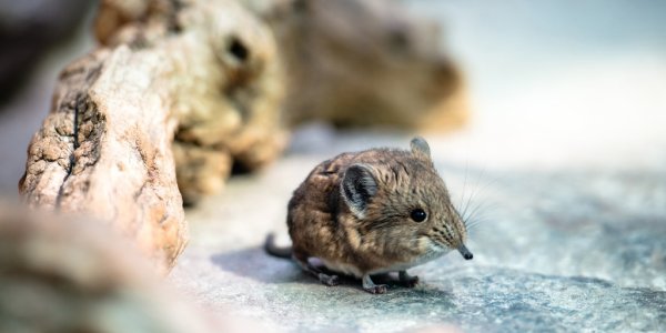 Living Fossil: Elephant Shrew