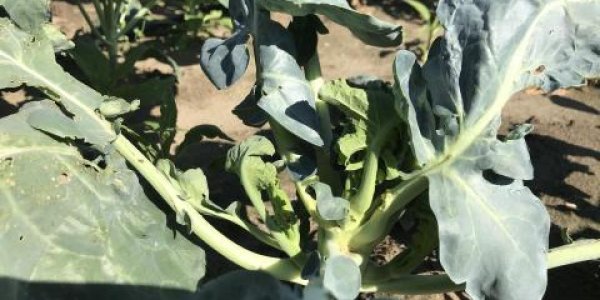 Aromatherapy Against Pests: Essential Oils Work To Protect Broccoli, If The Oil Is Garlic