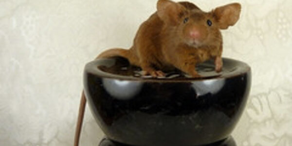 Article teaser image