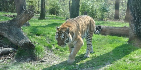 Alternative Medicine Is Ruining The Future Of 155 Threatened Species - Yet Helps No One