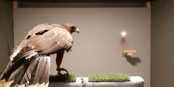 Falcons See Prey At Twice The Speed Of Humans - And What That Means For All Bird Care