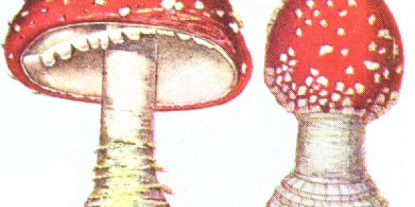 Amanita Muscaria Mushrooms Are An Alternative Medicine Fad More Toxic Than Fentanyl
