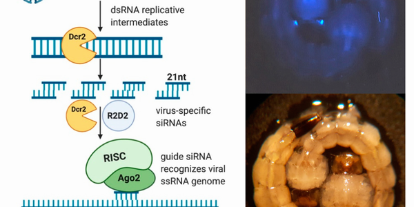 An Alternate Approach To Stopping Mosquitoes That Spread Zika - Using CRISPR To Make Them Resistant To Carrying It