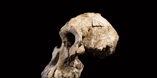 MRD-VP-1/1: The Face Of Lucy's Ancestor, Australopithecus Anamensis, 3.8 Million Years Ago
