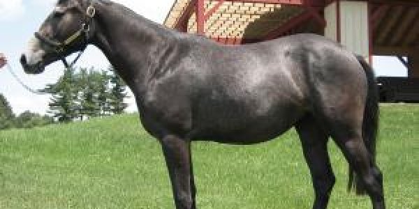 Horse Genome Assembled: Get Your Thoroughbred DNA Now