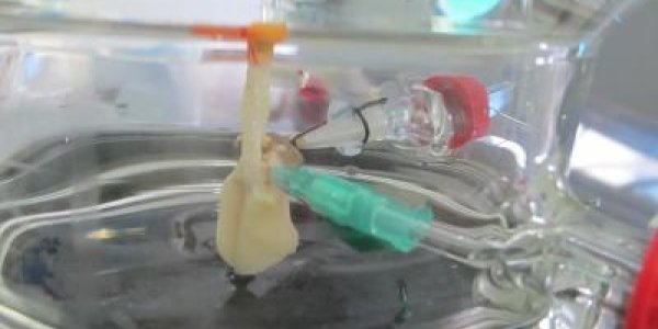 Mini Artificial Lung Is The Size Of A Sugar Cube