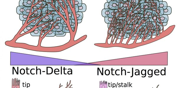 Article teaser image