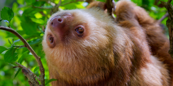 Sloths: A Habitat For Algae, Fungi & Insects