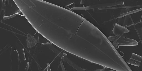 Modern Sea Ice In The Arctic Ocean Emerged 2.6 Million Years Ago