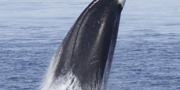 Pulses, And Why Whales Don't Get Sick Swimming