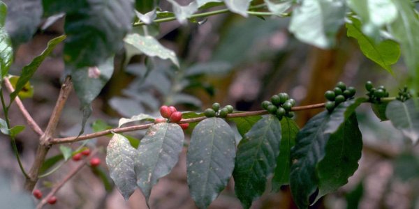 The Start of World War Zzzzzzz