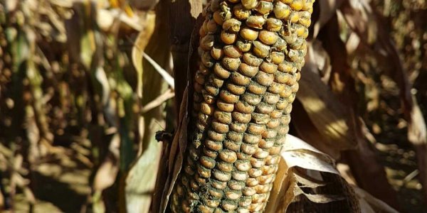 Trichoderma And Corn Rot: Organic Pesticides Damage Crops