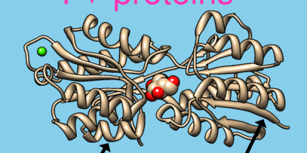 Chimera Molecular Modeling System